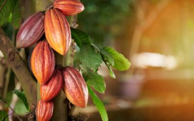 Actualidad | Cacao hoy
