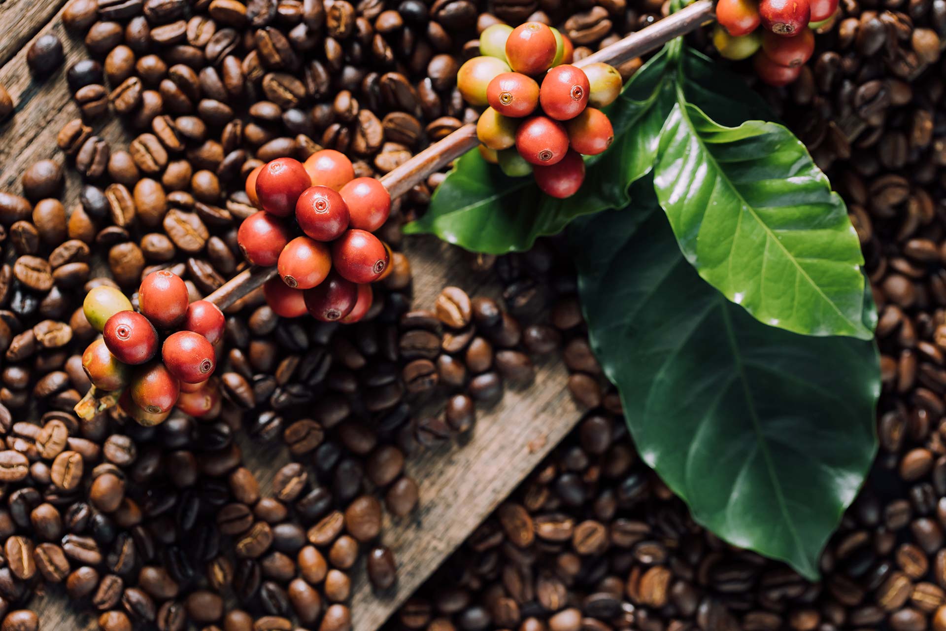 Actualidad| Café